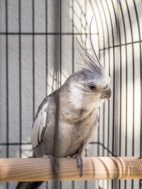 Closeup shot of a corella in a cage