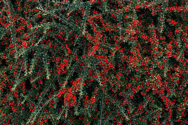 Closeup shot of cotoneaster horizontalis plant with red berries