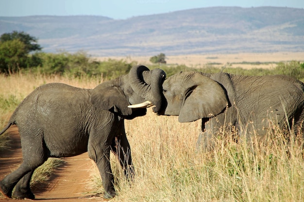 Closeup shot of a couple of elephants hugging each other with the trunks