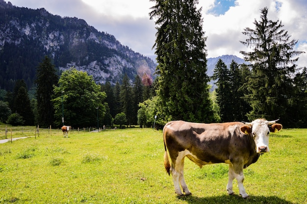 Closeup shot of a cow on a green meadow on a background of mountains