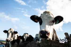 Free photo closeup shot of a cow looking towards the camera on a sunny day