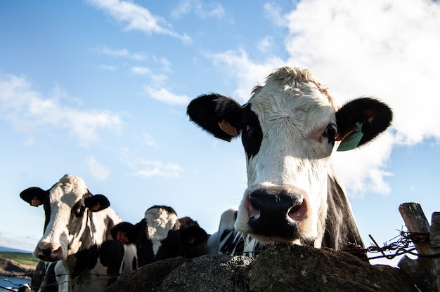 Free Photo closeup shot of a cow looking towards the camera on a sunny day