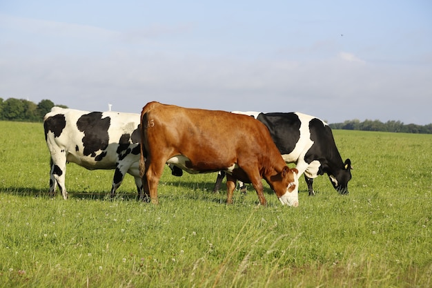 Free photo closeup shot of cows grazing in a field on a sunny afternoon