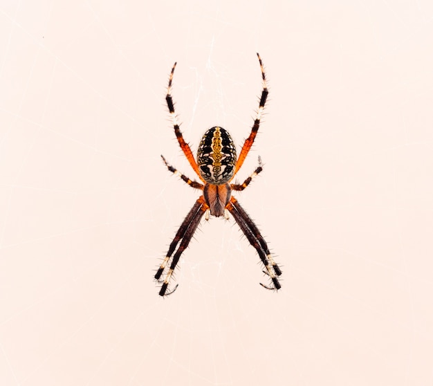 Free photo closeup shot of a cross spider isolated