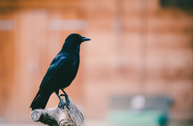 Closeup shot of a crow perched on a tree trunk bench