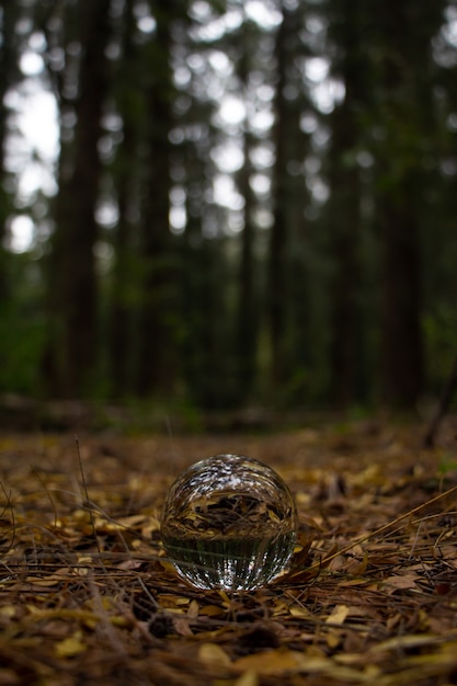 Free Photo closeup shot of a crystal ball on the ground in dried yellow leaves in a forest