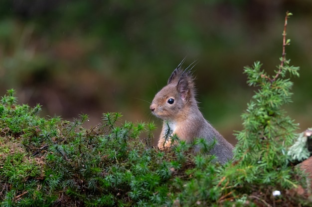 Free photo closeup shot of a curious cute squirrel peeking out from behind the moss