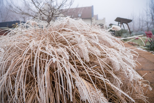 Free photo closeup shot of cut dry grass