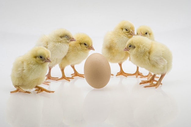 Free photo closeup shot of cute baby chicks near an egg on a white surface