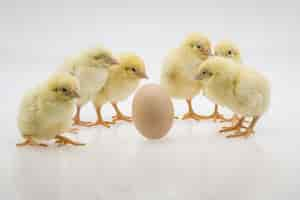 Free photo closeup shot of cute baby chicks near an egg on a white surface