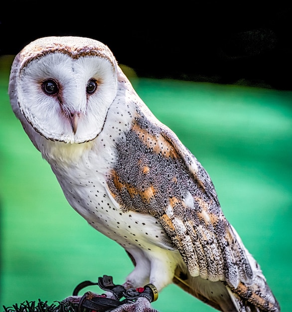 Free photo closeup shot of a cute barn owl with a colorful blurry space