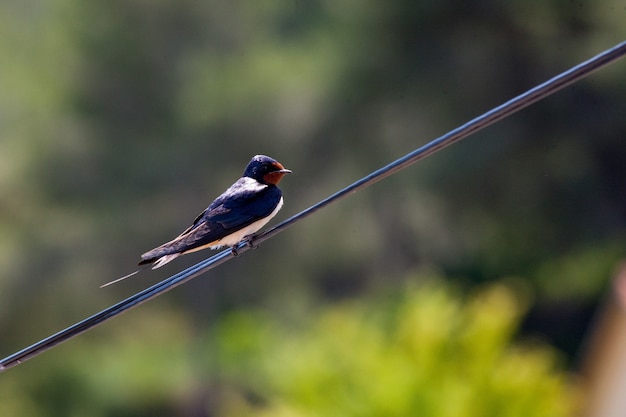 Free photo closeup shot of a cute barn swallow on a wire