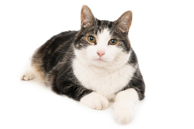 Free Photo closeup shot of a cute black and white cat lying