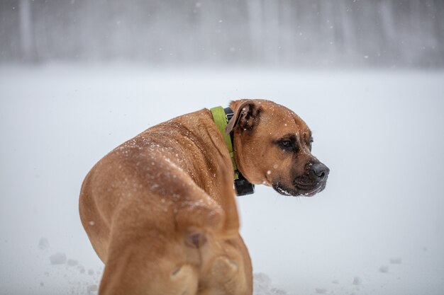 Closeup shot of a cute brown dog isolated on a white blurred background