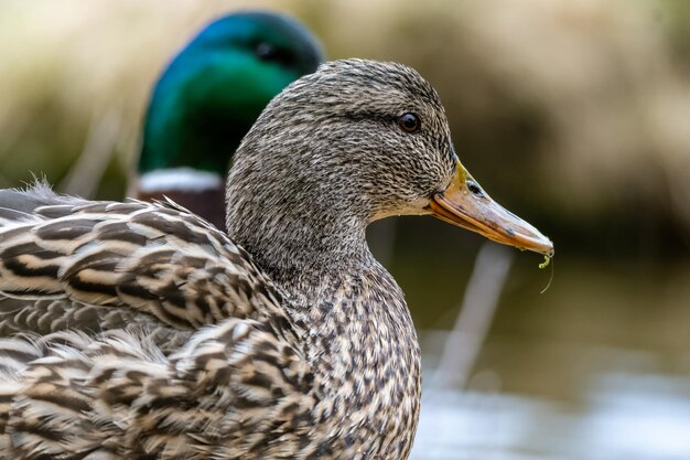 Closeup shot of a cute brown duck