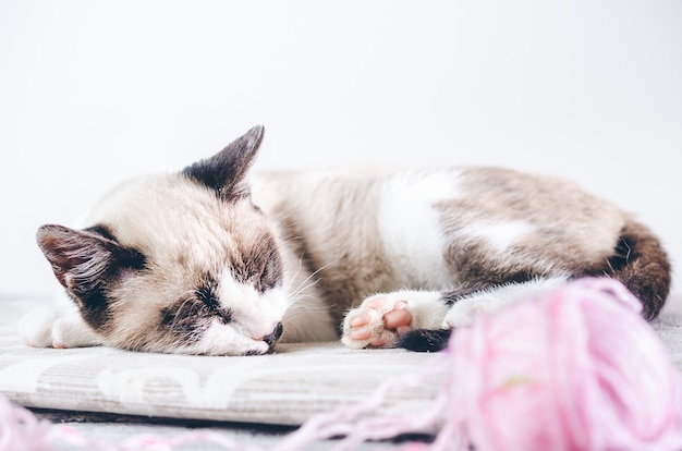 Free photo closeup shot of a cute brown and white cat sleeping near the pink ball of wool