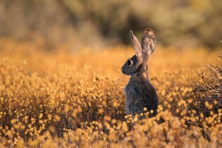 bunny photos