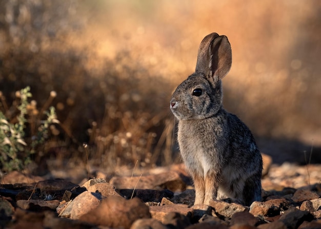 Closeup shot of a cute bunny outdoors