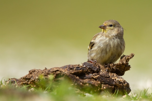 Closeup shot of a cute Carduelis bird resting on a trunk with a green background