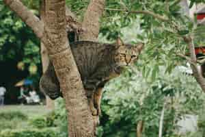 Free photo closeup shot of a cute cat sitting on a tree in a park during daytime