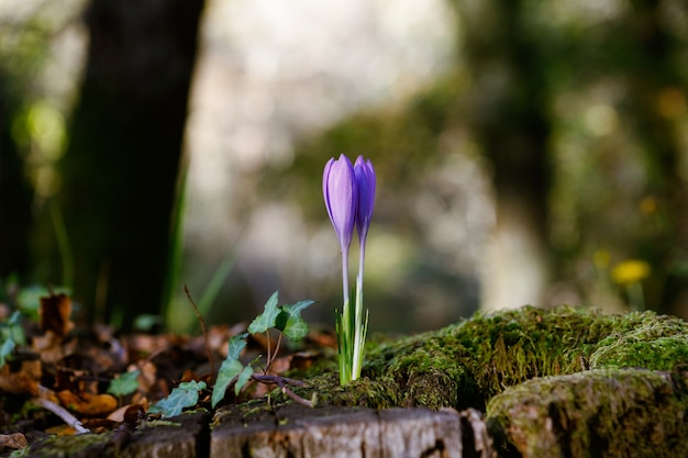 Free photo closeup shot of a cute crocus vernus under the sunlight