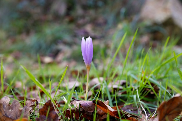 Free photo closeup shot of a cute crocus vernus under the sunlight