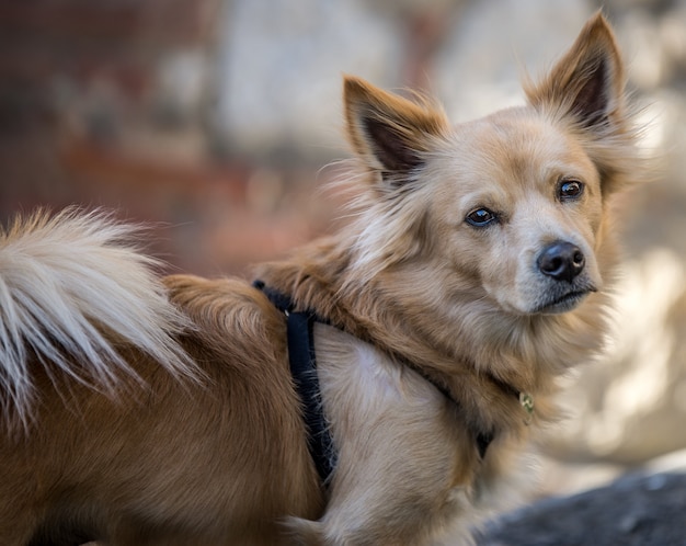 Closeup shot of a cute dog looking at the camera with a blurred background