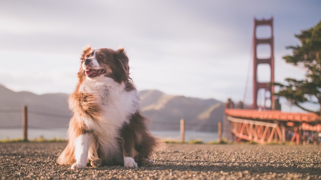 Closeup shot of a cute dog sitting on the ground on a sunny day near a lake and a bridge