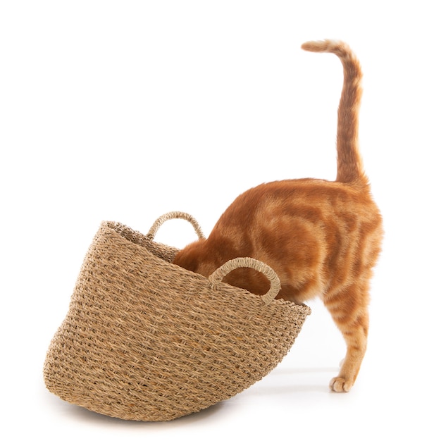 Free Photo closeup shot of a cute domestic cat curiously looking in a woven basket with a white surface