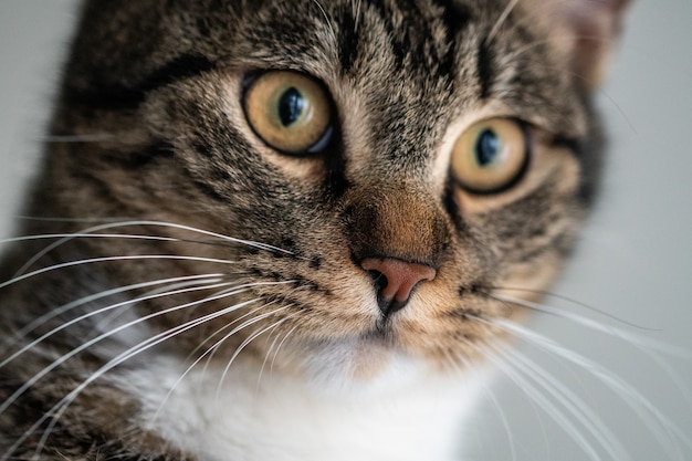 Free Photo closeup shot of a cute domestic cat with mesmerizing eyes looking at the camera