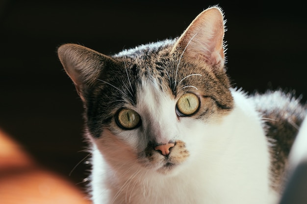 Closeup shot of a cute domestic cat with a surprised face