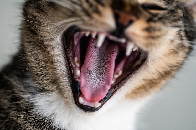 Free photo closeup shot of a cute domestic kitten yawning and showing his teeth and tongue