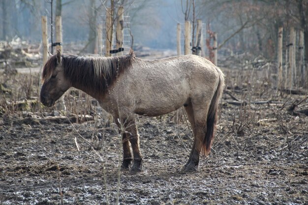 Closeup shot of a cute donkey standing on the rocky soil