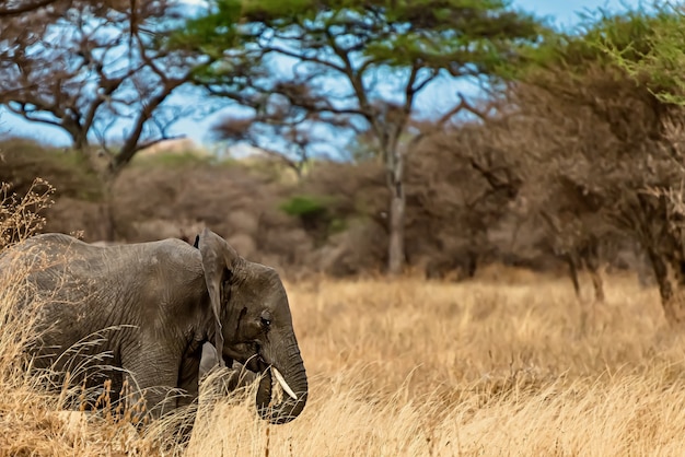 Free photo closeup shot of a cute elephant walking on the dry grass in the wilderness