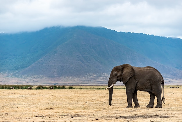 Free photo closeup shot of a cute elephant walking on the dry grass in the wilderness