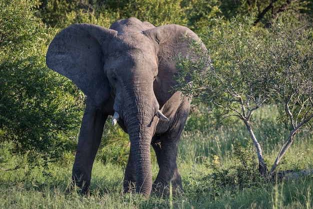 Free photo closeup shot of a cute elephant walking near the trees in the wilderness