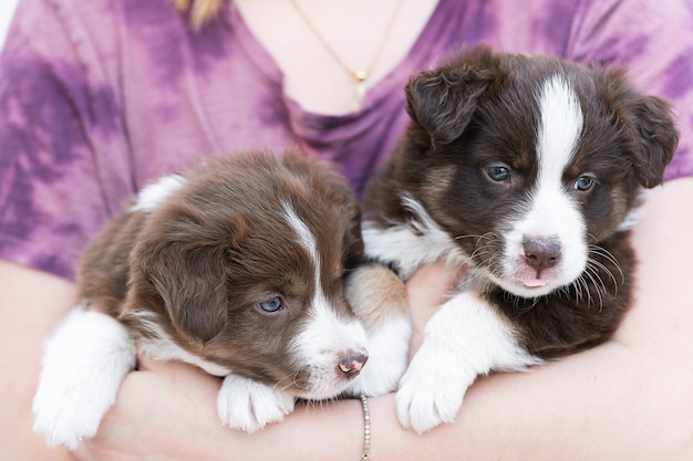 Free Photo closeup shot of cute fluffy border collie puppies