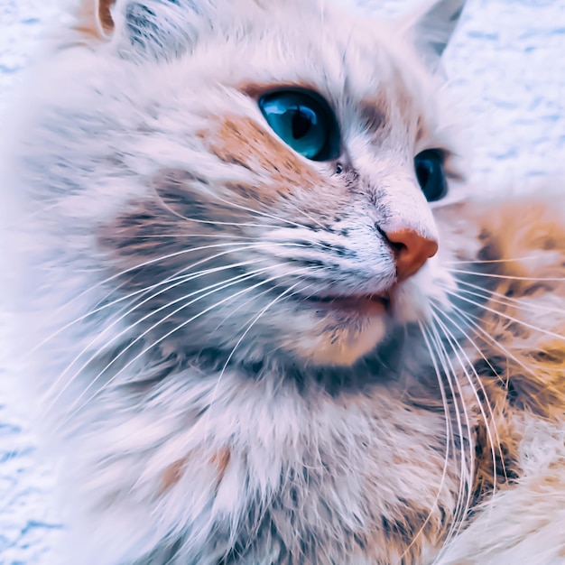 Closeup shot of a cute fluffy cat with bright blue eyes