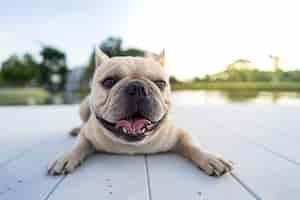 Free photo closeup shot of a cute french bulldog on a wooden port