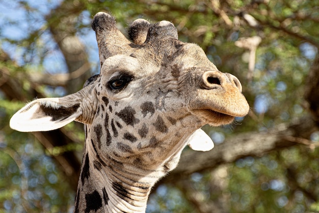 Free photo closeup shot of a cute giraffe in front of the trees with green leaves