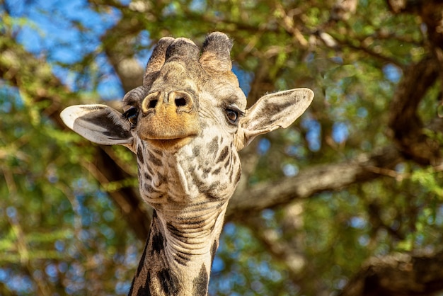 Free photo closeup shot of a cute giraffe in front of the trees with green leaves