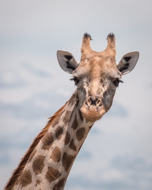 Free photo closeup shot of a cute giraffe with a cloudy sky