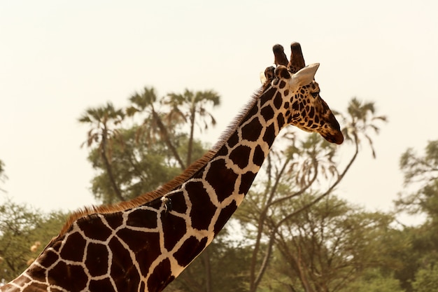 Free Photo closeup shot of a cute giraffe with green trees in the background under the clear sky