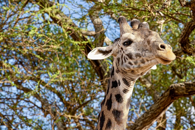 Free photo closeup shot of a cute giraffe with the trees with green leaves in the space