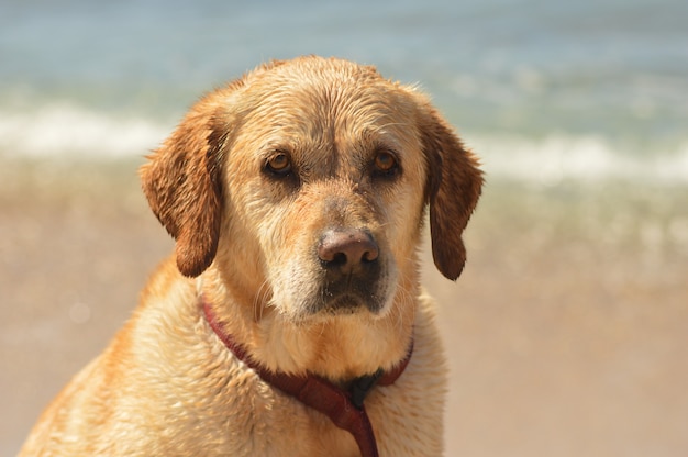 Closeup shot of a cute golden dog