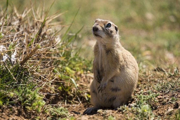 Free photo closeup shot of a cute gopher sitting on the soil