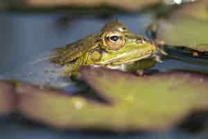 Free photo closeup shot of a cute green frog with big eyes swimming in the pond