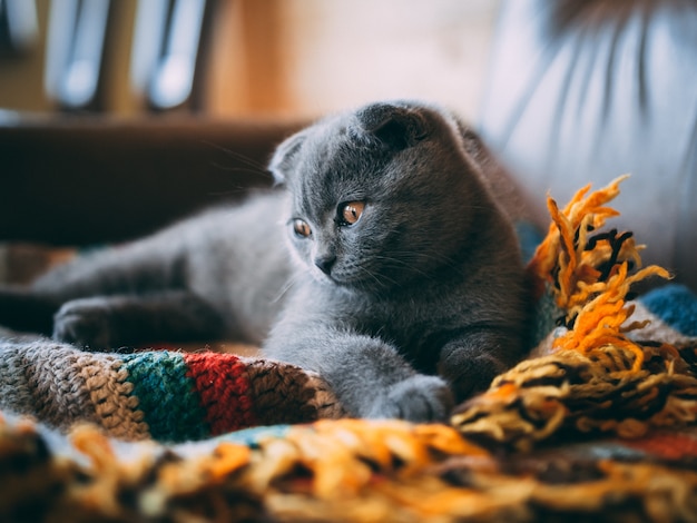 Free Photo closeup shot of a cute grey cat sitting on a colorful blanket in the room during daytime