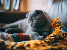 Free photo closeup shot of a cute grey cat sitting on a colorful blanket in the room during daytime