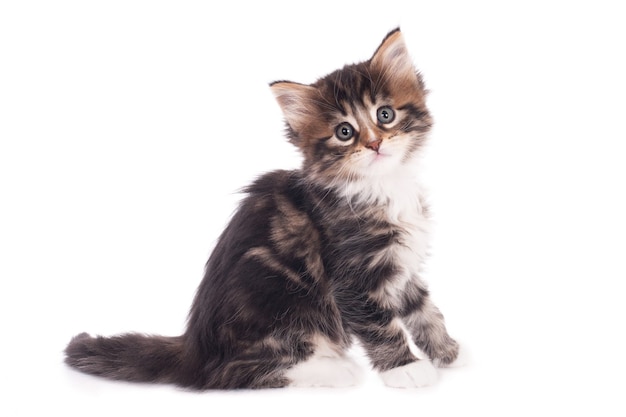 Closeup shot of a cute grey kitty isolated on white background